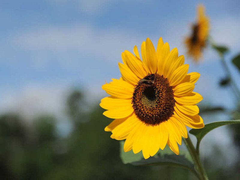 Mozette Exotic sunflower Seed  (38 per packet)