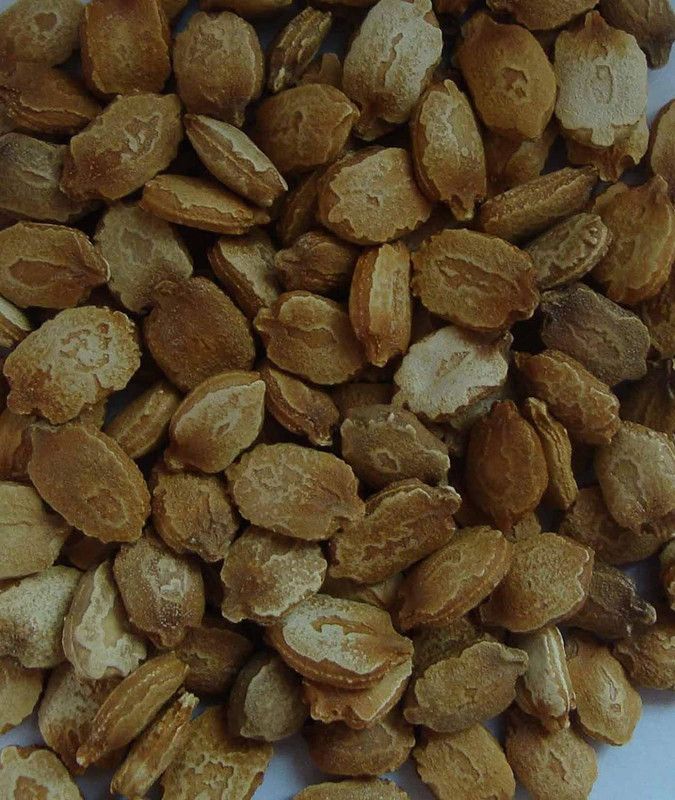 Qualtivate ™ Bitter Gourd/Karela/Bitter Melon Gardening Seeds Seed  (500 per packet)