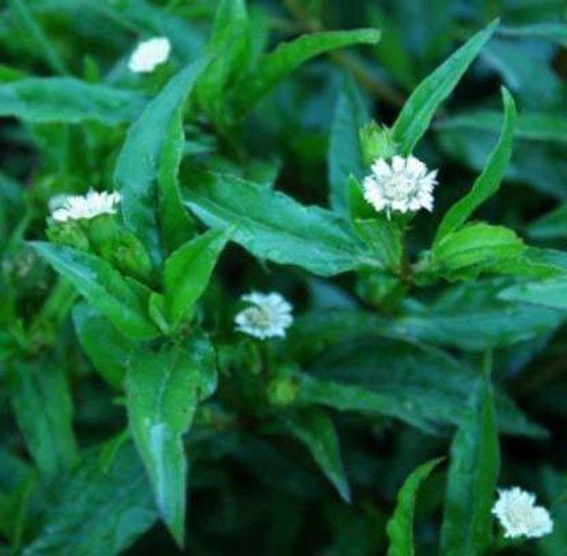 pagoda point Bhringraj Plant  (Hybrid, Pack of 1)