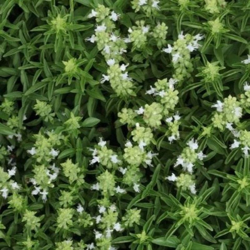 VibeX ® RXI-15 Dwarf Fine Bush Basil Minette Seed  (1000 per packet)