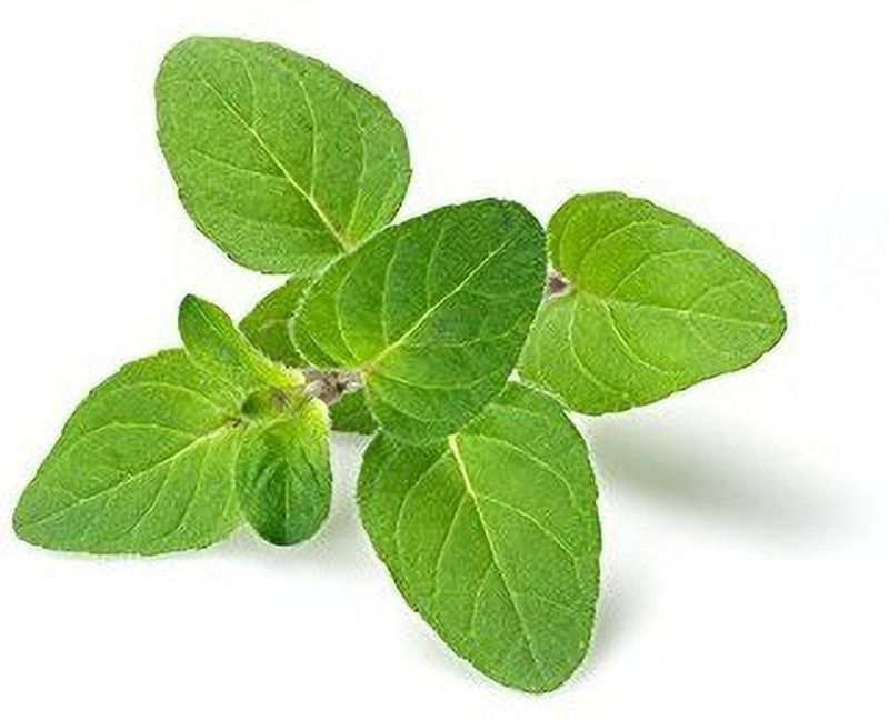 WILLVINE Garden Oregano Herb Seeds Seed  (500 per packet)