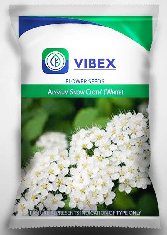 CYBEXIS Alyssum Carpet of Snow Hardy Annual Ground Seed  (1 g)
