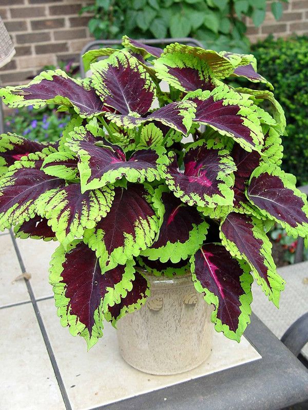 KANAYA Coleus Rainbow Mix Flower Seeds For Kitchen Gardening Seed  (65 per packet)