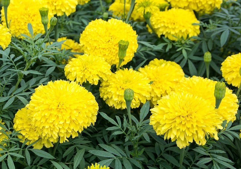 XOLDA Hybrid Mari Gold yellow Seed  (59 per packet)