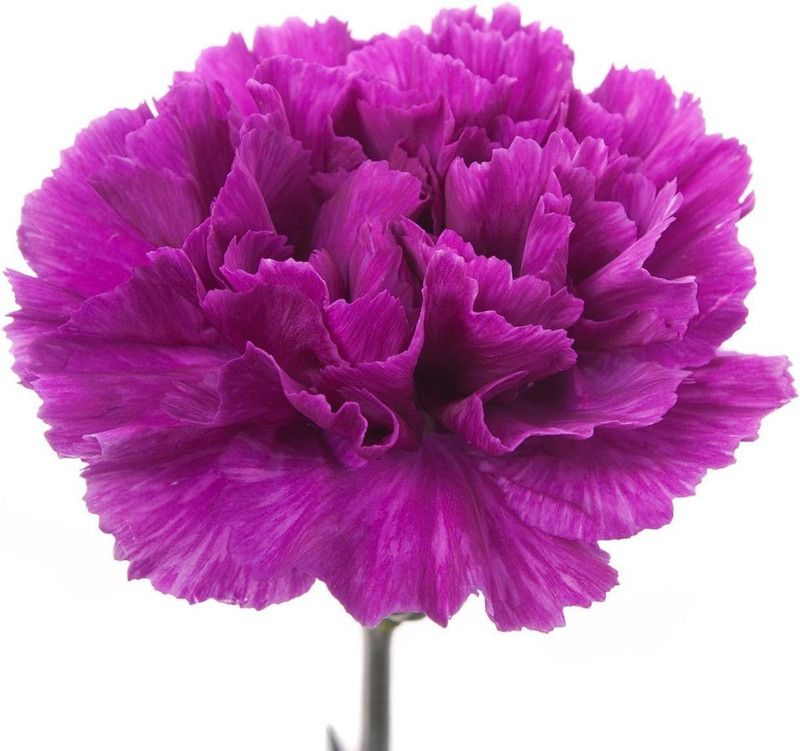 CYBEXIS Carnation Violet Seeds - Violet Dianthus Caryophyllus Seed  (1 g)