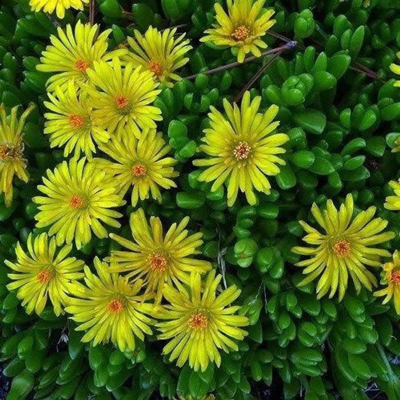 CYBEXIS DOROTHEANTHUS BELLIDIFORMIS Yellow ICE Plant Flower Seeds/Perennial Seed  (1 g)