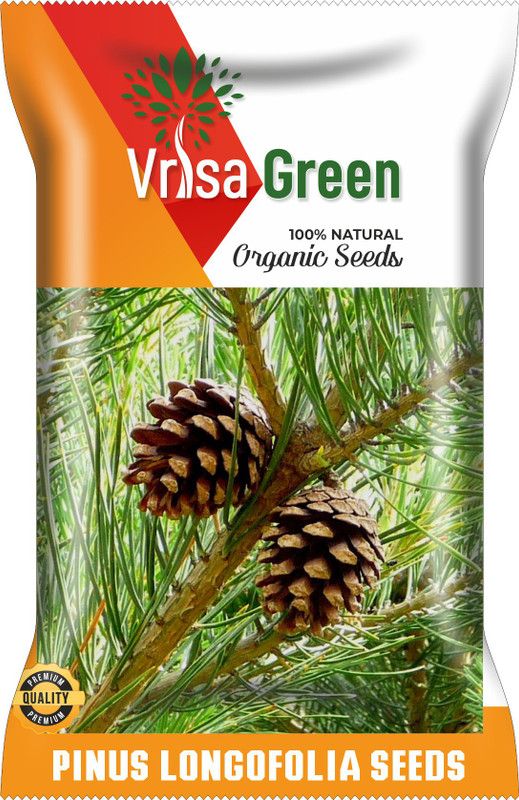 Vrisa Green PINUS LONGOFOLIA Seed  (30 per packet)