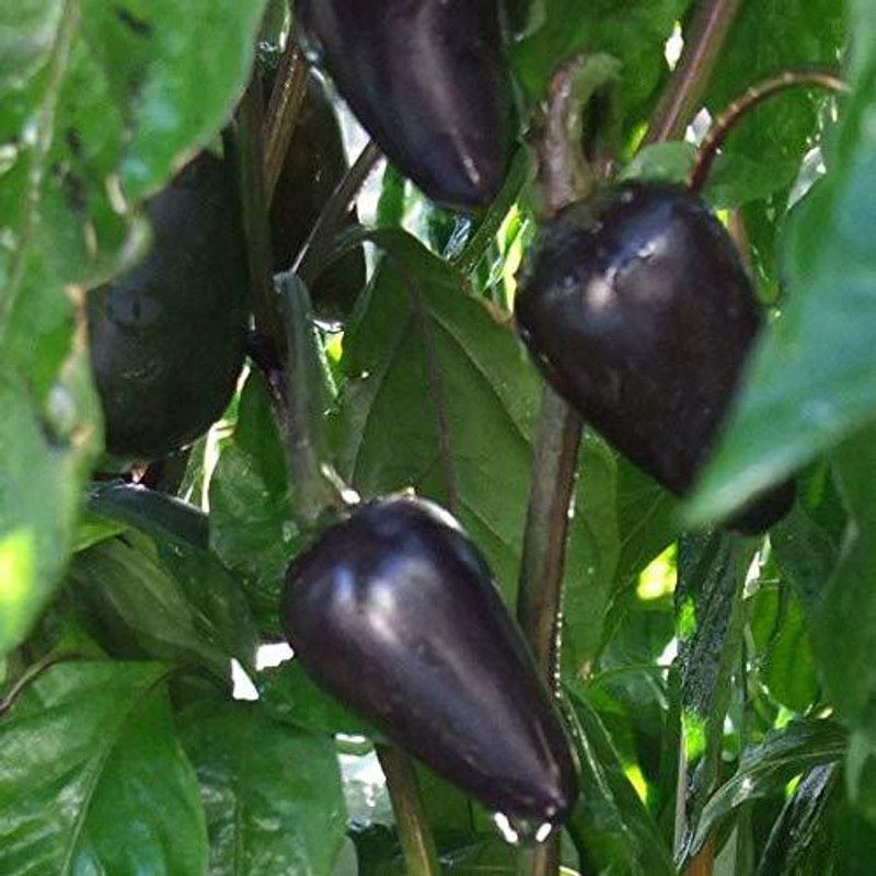 Qualtivate ™ Chilli seeds Black Cobra Hot Pepper Seed  (40 per packet)