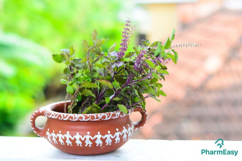 Mozette Organic Tulsi herbs Seed  (32 per packet)