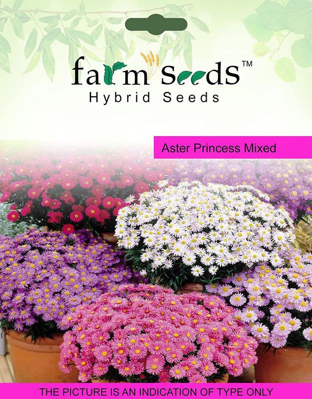 CYBEXIS SEEDS Aster Princess Mixed Seed  (50 per packet)