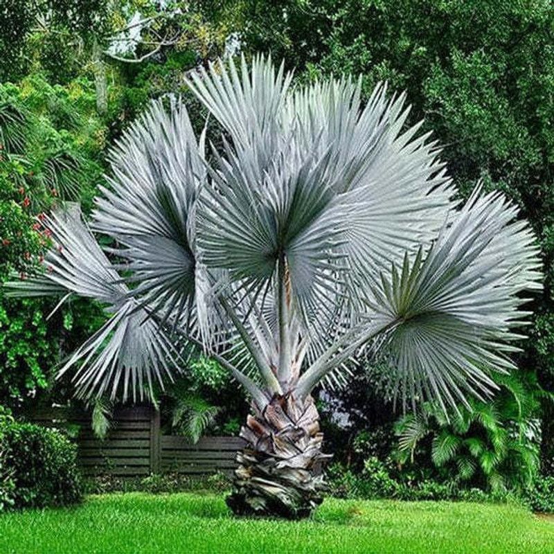 Tajplantshub Buddhas Palm Plant  (Hybrid, Pack of 1)