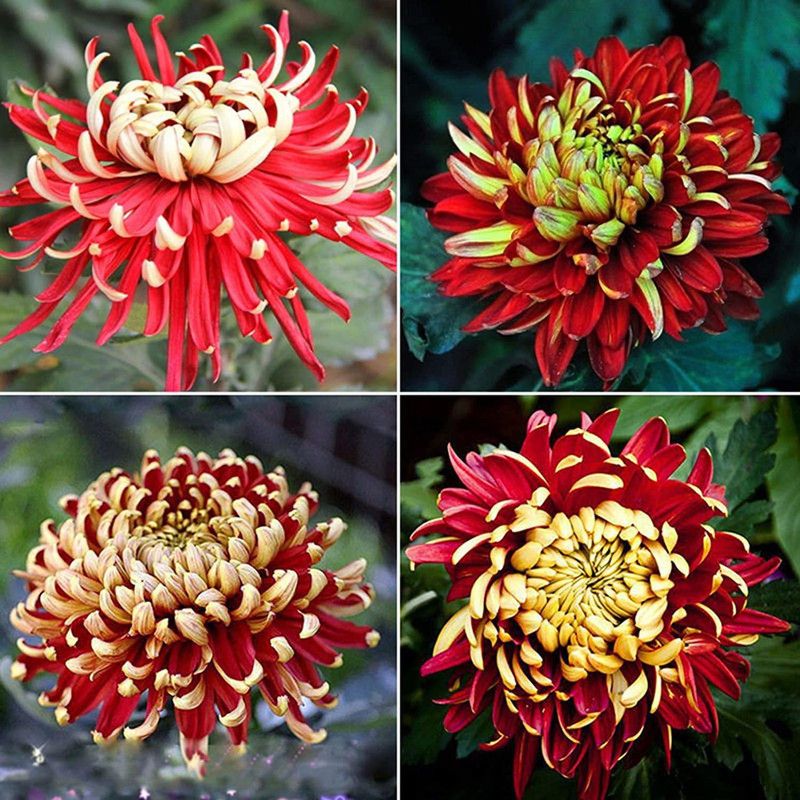 WILLVINE Chrysanthemum Seed  (50 per packet)
