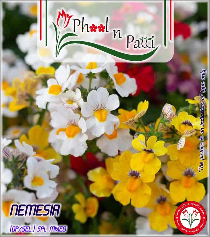 Phool n Patti Nemesia Mixed OP Seed  (100 per packet)