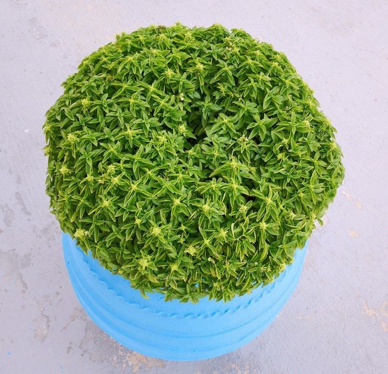WILLVINE VVI-11 Basil Dwarf Fine Bush Minette Seeds Seed  (2000 per packet)