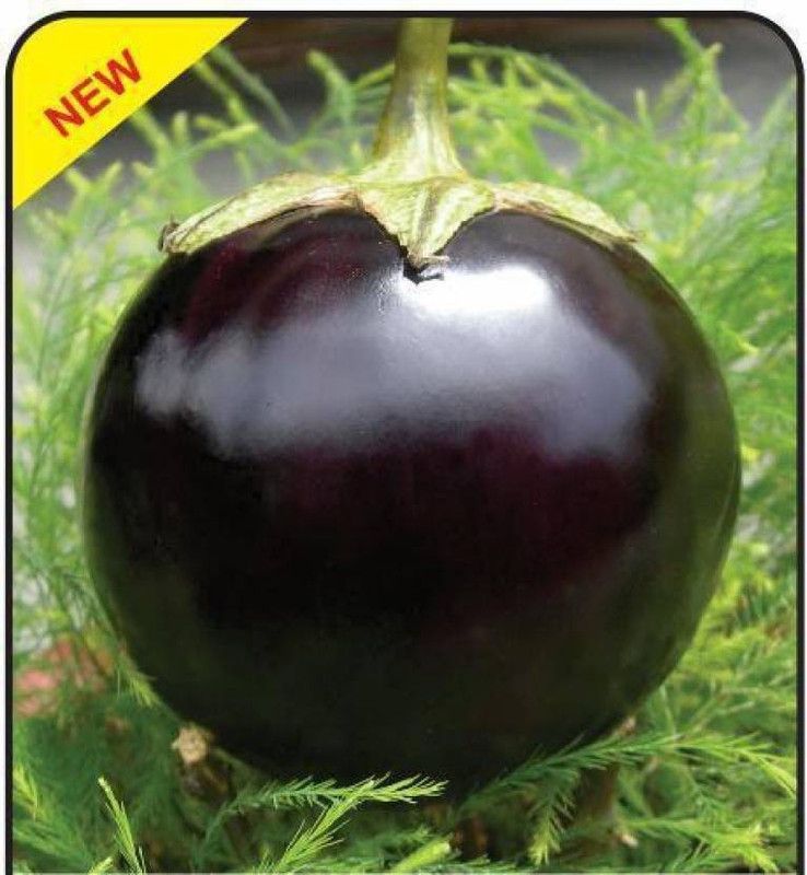 seedagro BRINJAL Seed  (295 per packet)