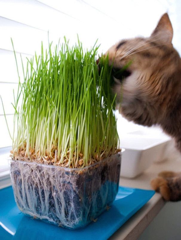 WILLVINE Catnip Aestivum Hordeum Fresh Easy to Grow Plants Seeds Seed  (2000 per packet)