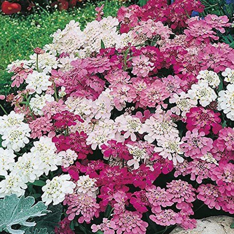 CYBEXIS Fairy' Mixed Flower Seeds/Cottage Garden Favourite/Candy Tuft Seed  (50 per packet)