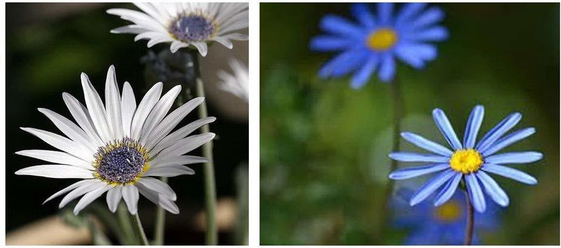 CYBEXIS Blue Eyed Daisy Arctotis Grandis Flower Seeds - Kitch & Daisy Flower Seeds Seed  (1 g)