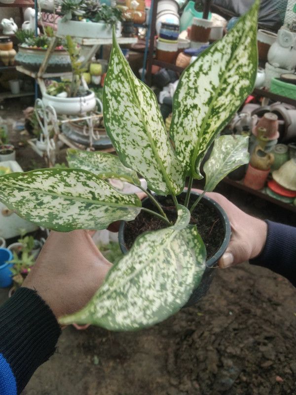 SUNIL KUMAR SISODIYA Aglaonema Plant  (Hybrid, Pack of 1)