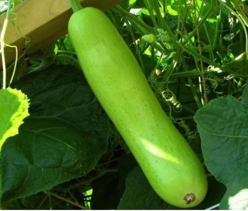UGRA Long bottle gourd Seeds Seed  (250 per packet)