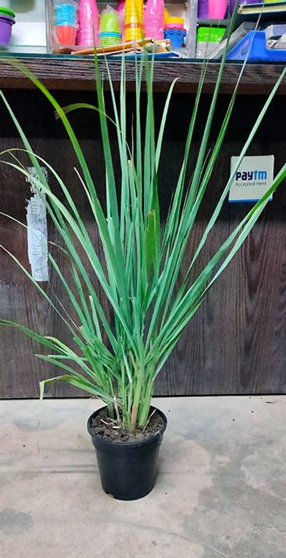 Nodoc Lemon grass herbs Seed  (47 per packet)