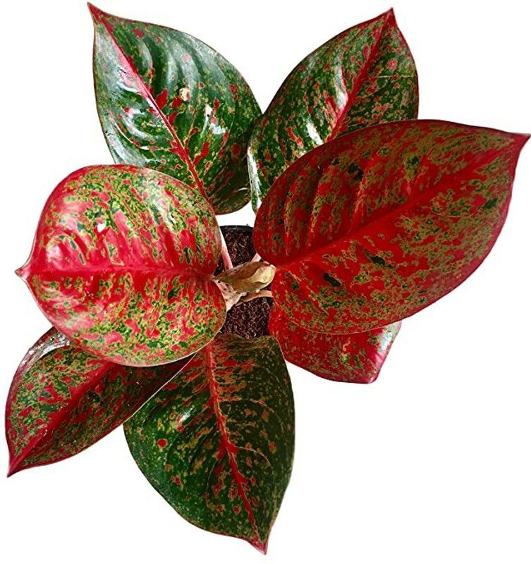 SAYANTIKA NURSERY Aglaonema Plant  (Hybrid, Pack of 1)