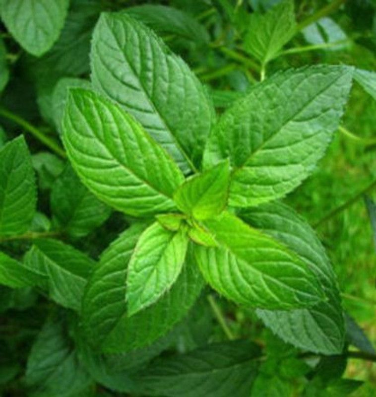 Paudha Pepper Mint Seed  (22 per packet)