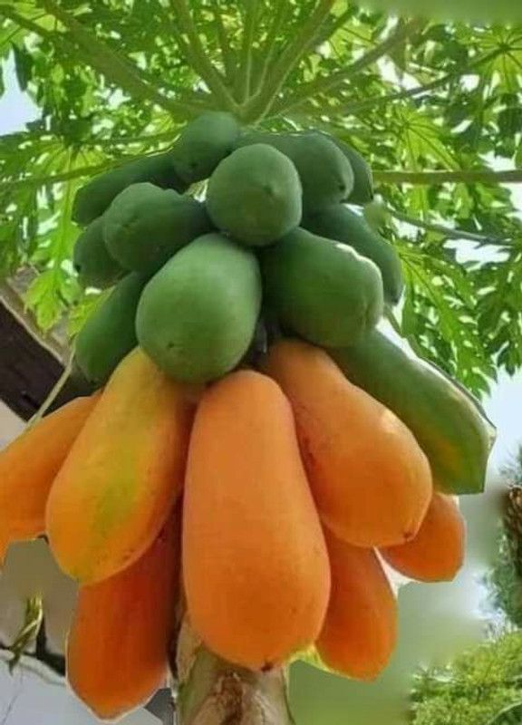 CARIBBEAN HYBRID PAPAYA FRUIT Seed  (20 per packet)
