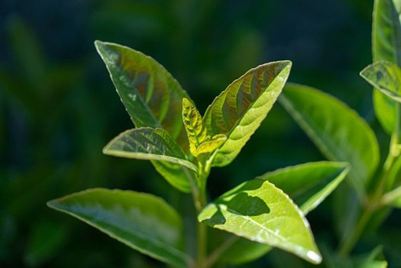 Platone Tea Plant  (Hybrid, Pack of 1)