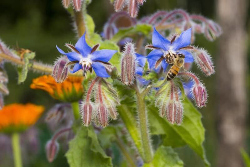 PLANTZON Borage Seed  (26 per packet)