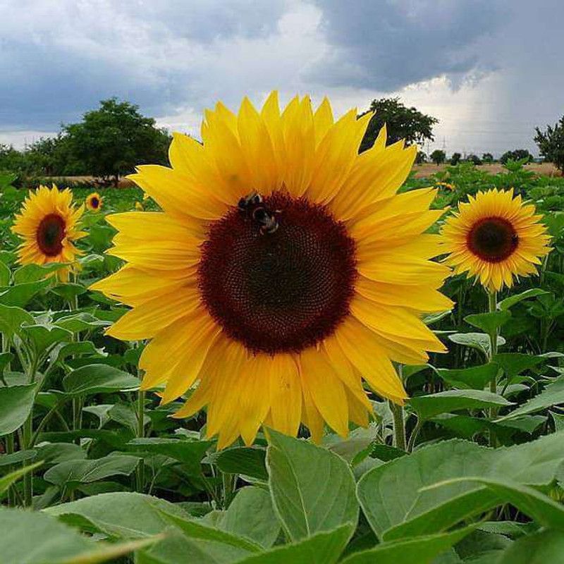 Paudha Sunflower Seed  (52 per packet)