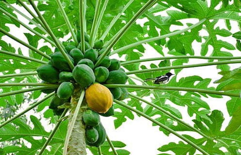 Paudha Papaya Seed  (50 per packet)