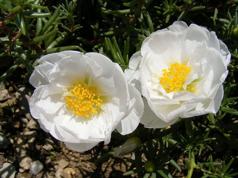 CYBEXIS PAU-79 - Hybrid Portulaca Moss Rose Double Mix Flower - (100 Seeds) Seed  (100 per packet)