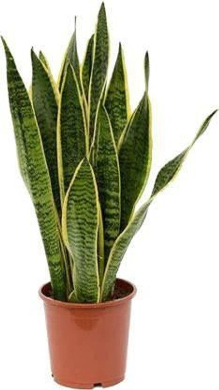 borealis Snake Plant  (Hybrid, Pack of 1)