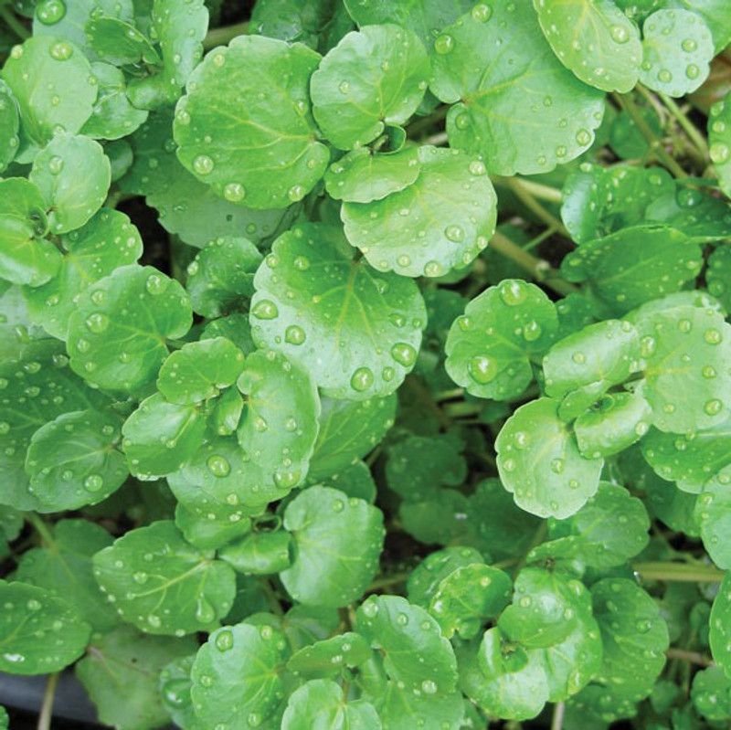 Paudha WaterCress Seed  (56 per packet)