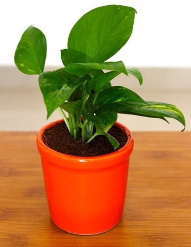 natikrd Money Plant  (Hybrid, Pack of 1)