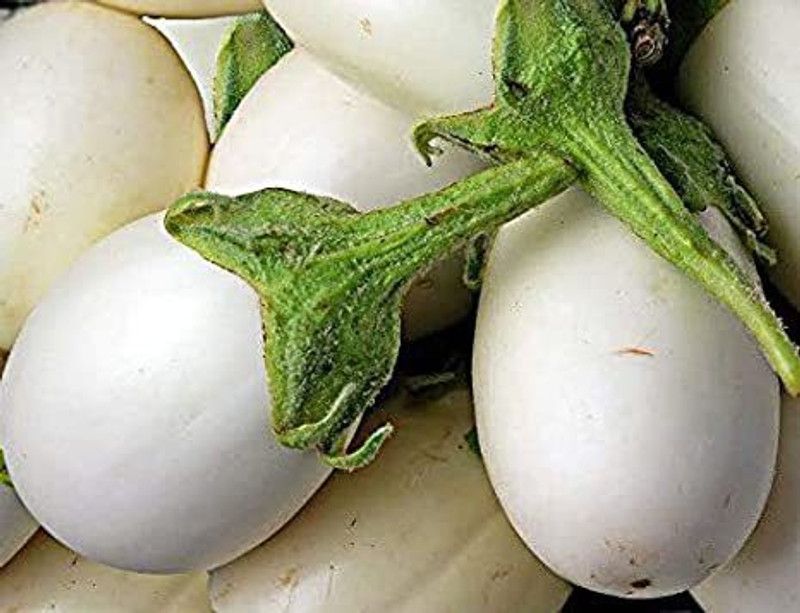 Mozette Organic Brinjal White F1 Seed  (30 per packet)