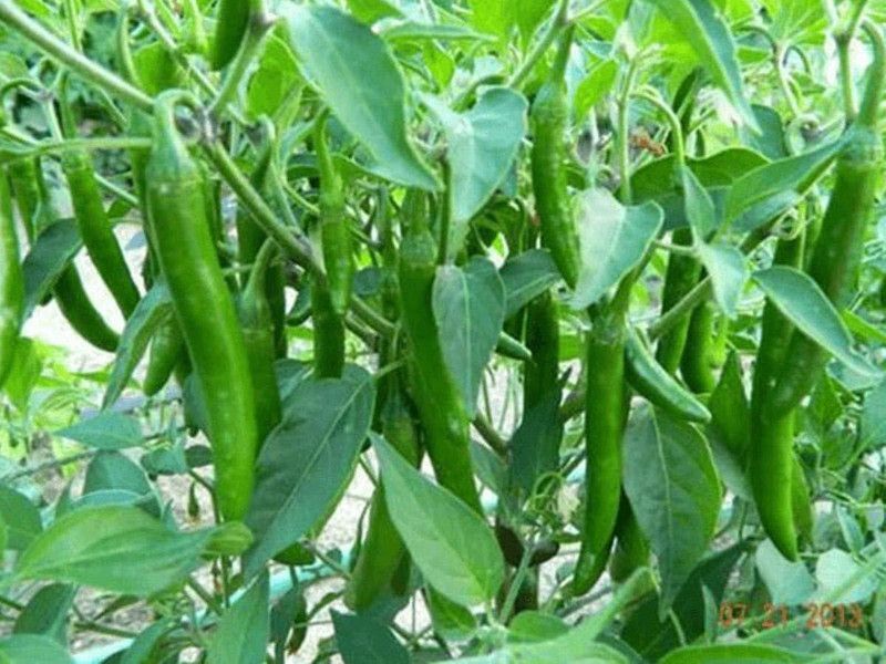 TANMAY FUN ZONE HYBRID CHILLI(MIRCHI SEEDS Seed  (200 per packet)