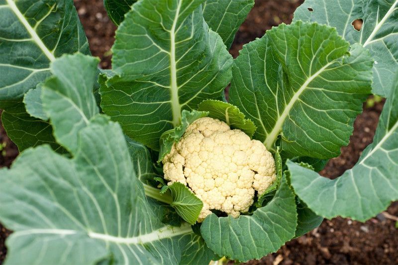 Nodoc Cauli flower Seed  (80 per packet)