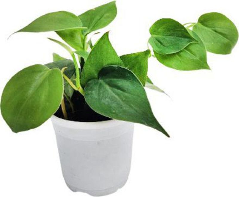 Indian Flora Heart Leaf Oxycardium Plant  (Pack of 1)