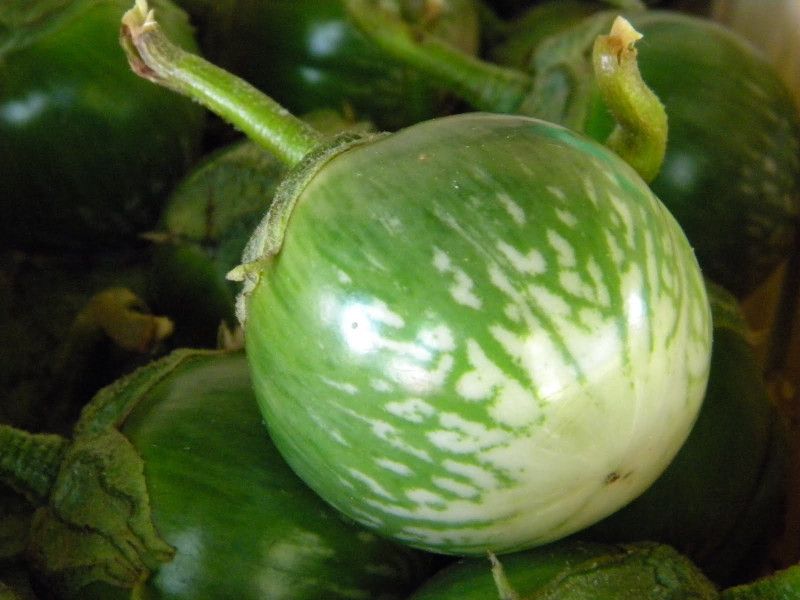 Paudha Brinjal Green Seed  (46 per packet)