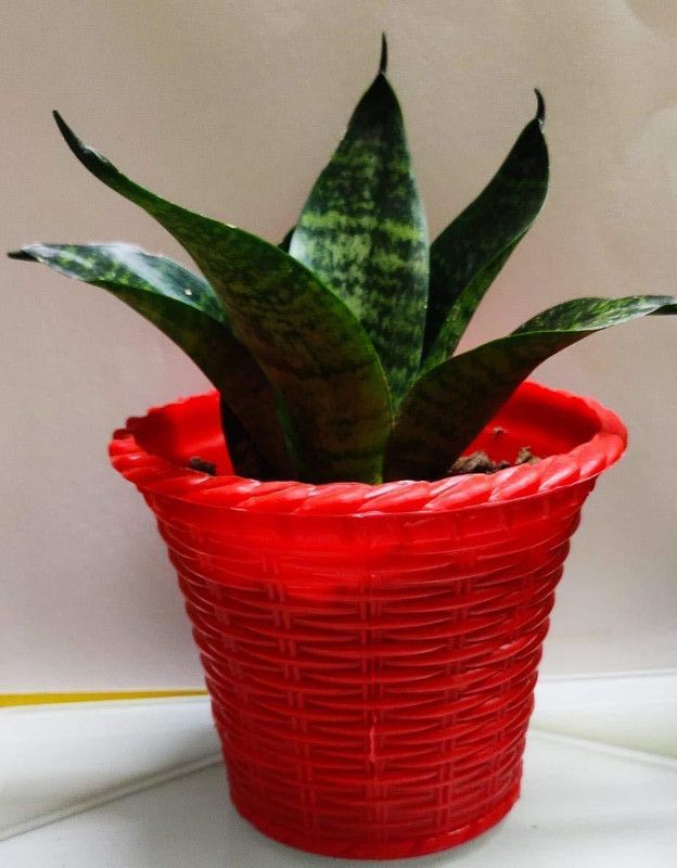 GREEN-HOMES Snake Plant  (Pack of 1)