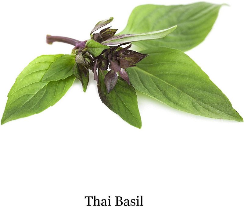 WILLVINE Herb Seeds For Home Gardening Planting Thai Basil Seed  (1000 per packet)