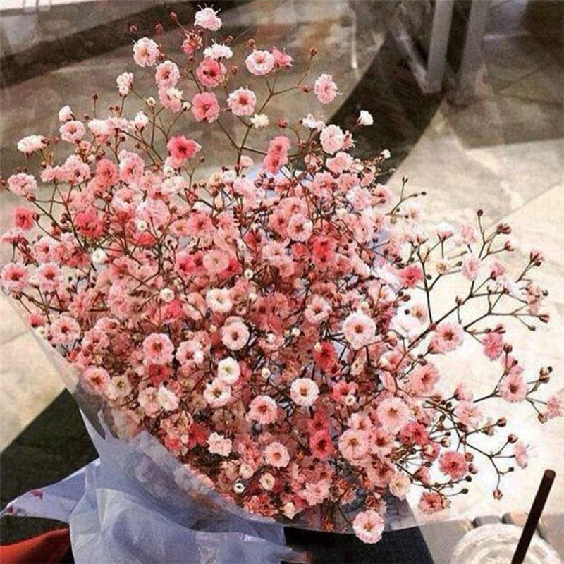 CYBEXIS Lawn Decoration Seeds,Gypsophila seeds potted plant Seed  (50 per packet)