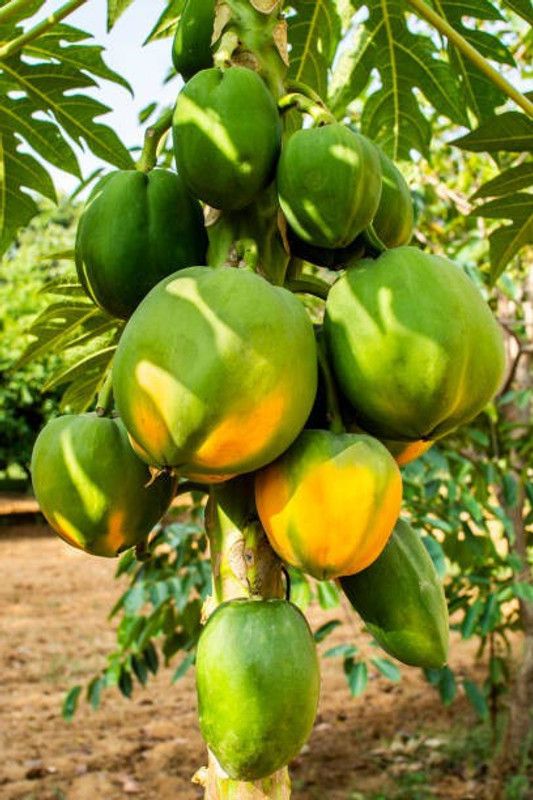 Splorias F1 hybrid papaya Seed  (45 per packet)