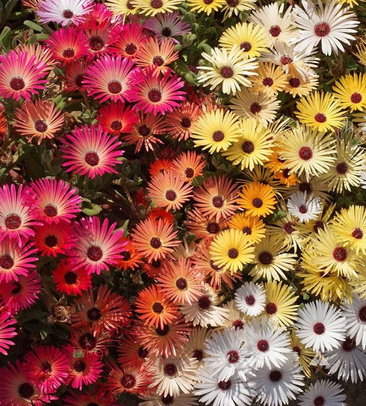 KANAYA Mesembryanthemum Flower Seed  (70 per packet)