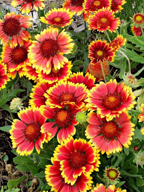 KANAYA Gaillardia Mix Flower Seeds For Home Gardening Seed  (70 per packet)