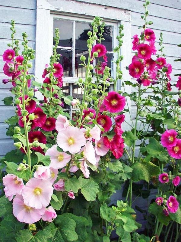 Paudha Hollyhock Hybrid Flower Seed  (26 per packet)
