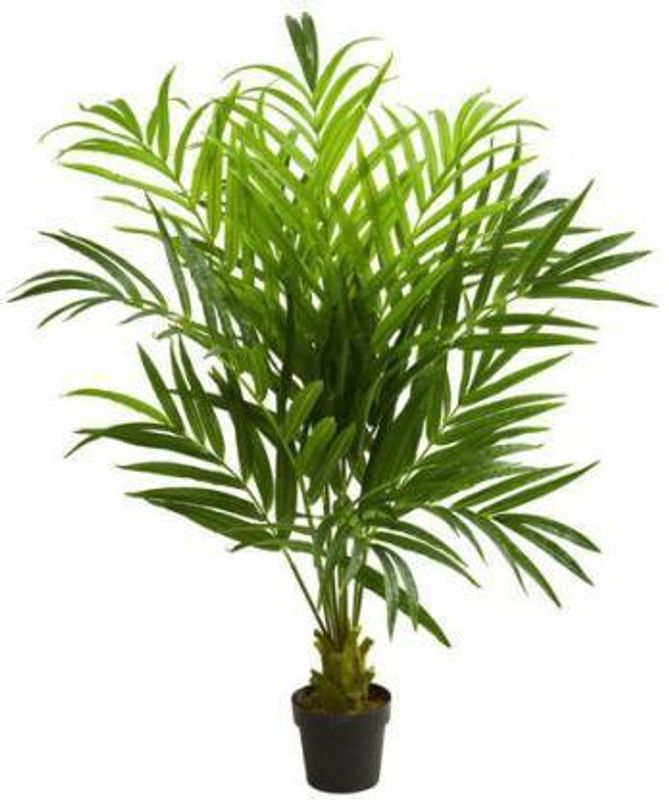 greengrow Heart Leaf Oxycardium Plant  (Pack of 1)