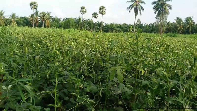 VibeX ® VXI-166 Bhindi Seeds, Okra Arka Anamika Seeds Seed  (100 per packet)